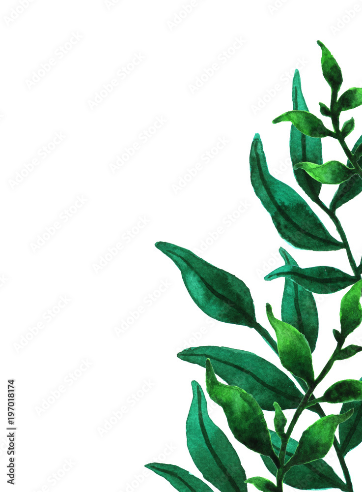 Fototapeta premium Green watercolor leaves. Hand painted floral illustration
