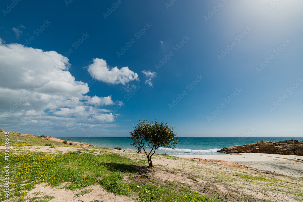 Albero solitario di fronte al mare
