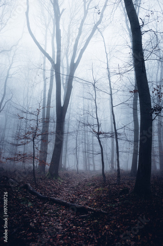 Bei Nebel wirken Bäume wie Gespenster