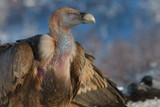 Griffon Vulture Portrait in Winter