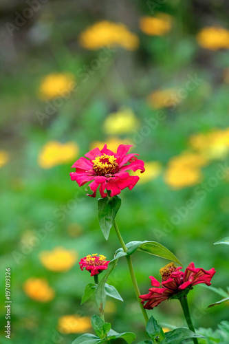 Selective focus of red flower withered in the garden © itonggg