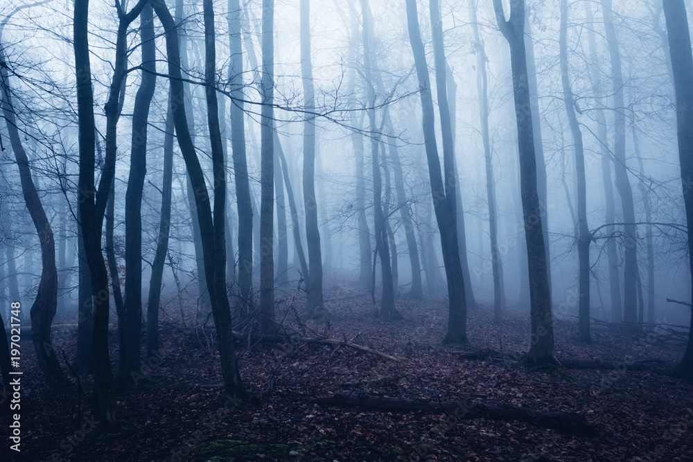 Fototapeta premium Finsternis im Wald mit Nebel