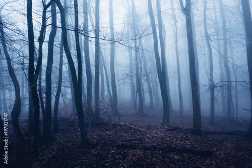 Finsternis im Wald mit Nebel