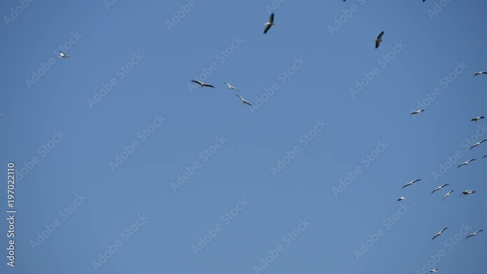 Big Group of Storks Flying in Circle High on the Sky Big Group of Storks Flying in Circle High on the Sky