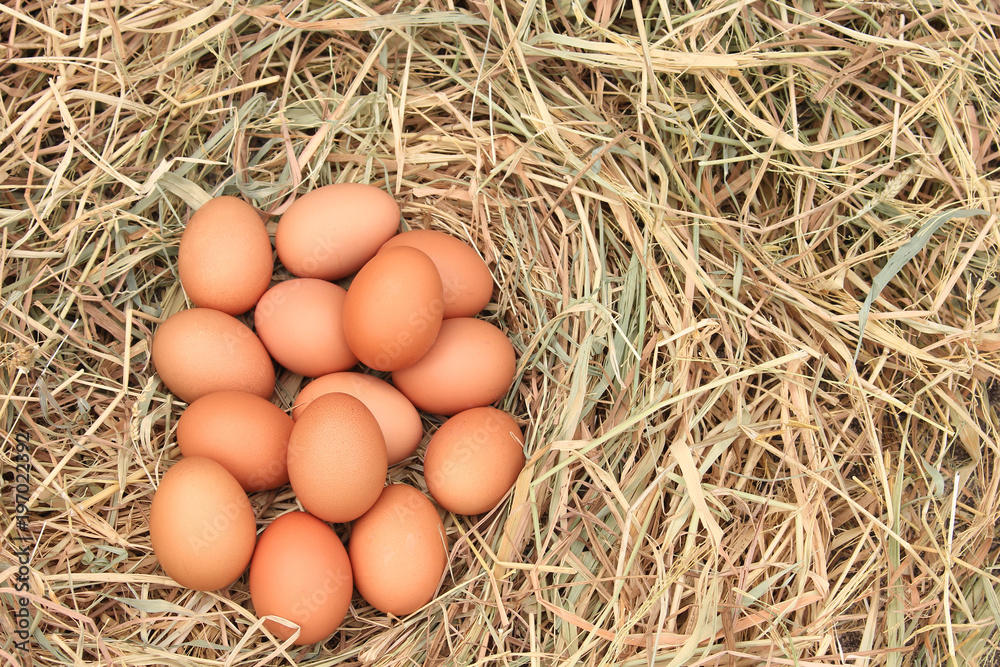 Fresh farm eggs on straw background Fresh farm eggs on straw background