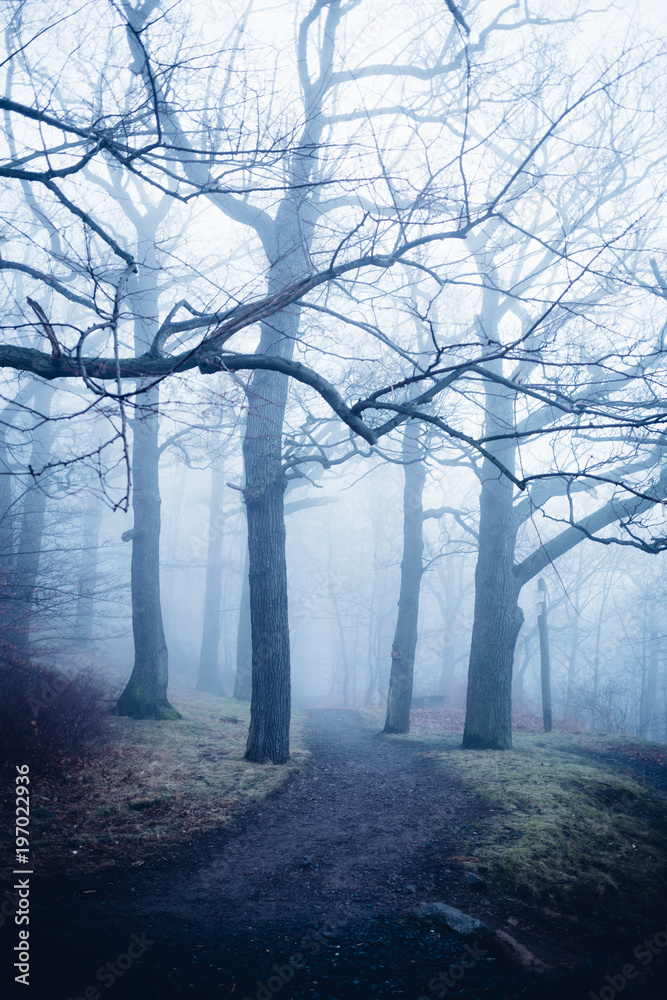Kleiner Weg führt in den dunklen Nebelwald