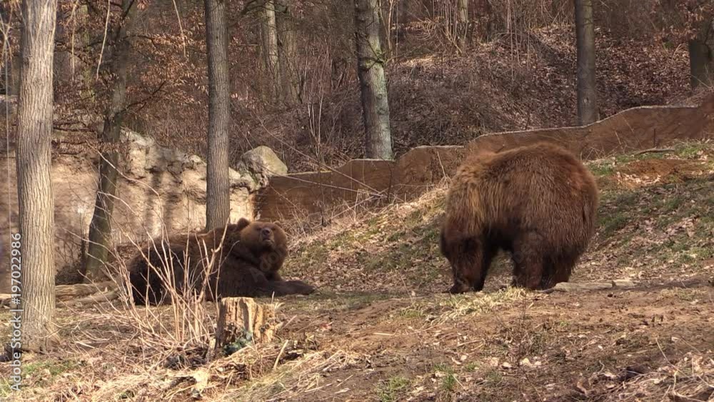 Two Brown bears play in the forest enclosure in the zoo Two Brown bears play in the forest enclosure in the zoo