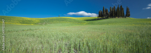 Cipressi di San Quirico d'Orcia Toscana Italia
