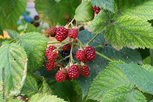 A bunch of fresh Caucasian blackberries Rubus subgen ripening in the garden photo