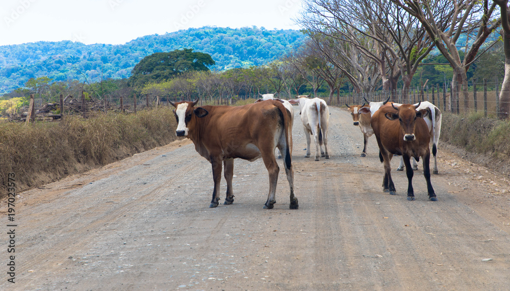 Obraz premium Straßenblockade - Rinderherde auf dem Weg