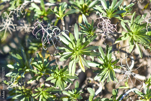 Euphorbia tabaiba green leaves. Arid Territory of Lanzarote, Canary Islands. photo