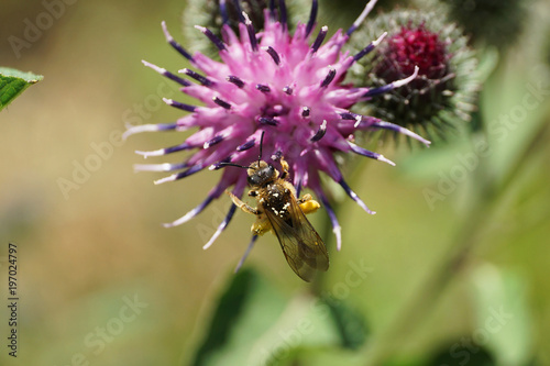 Macro view from above of a shaggy Caucasian wild bee Macropis fulvipes on inflorescences of thistle Arctium lappa photo