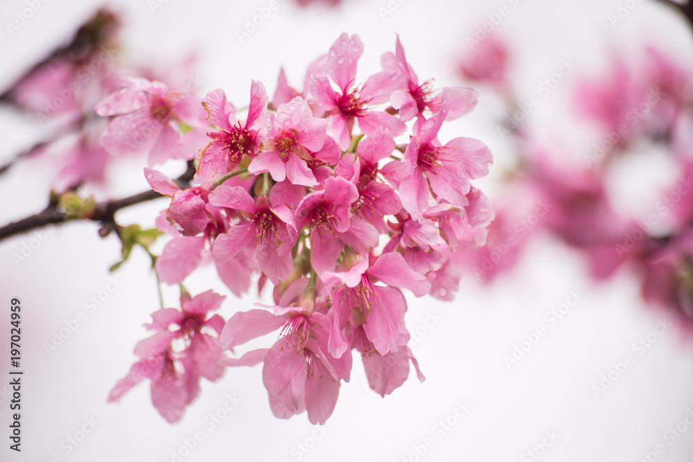 Beautiful cherry blossom sakura in spring time over sky. Beautiful cherry blossom sakura in spring time over sky.
