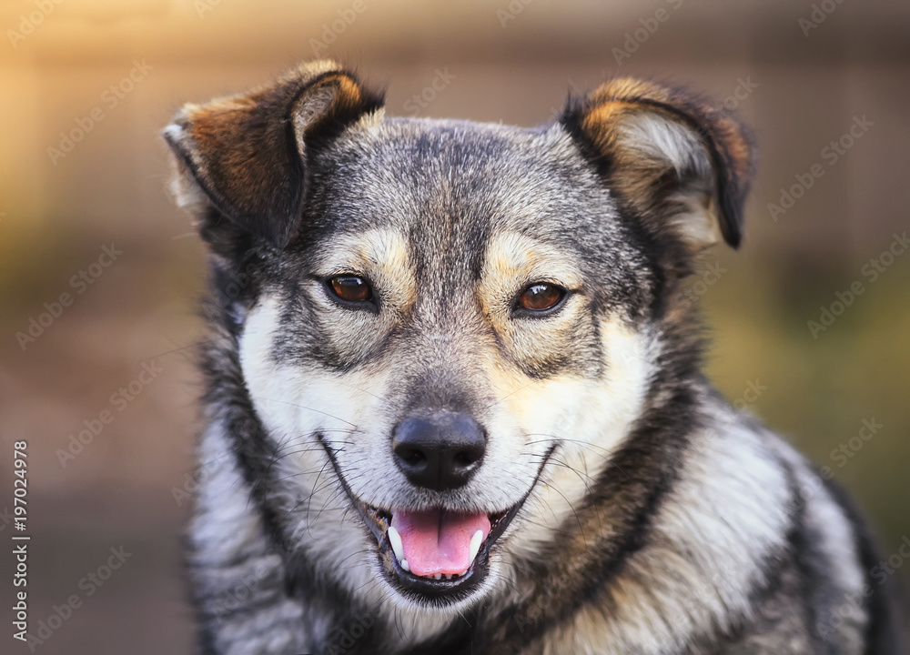 portrait of cute funny dog puppy mutts smiling friendly portrait of cute funny dog puppy mutts smiling friendly