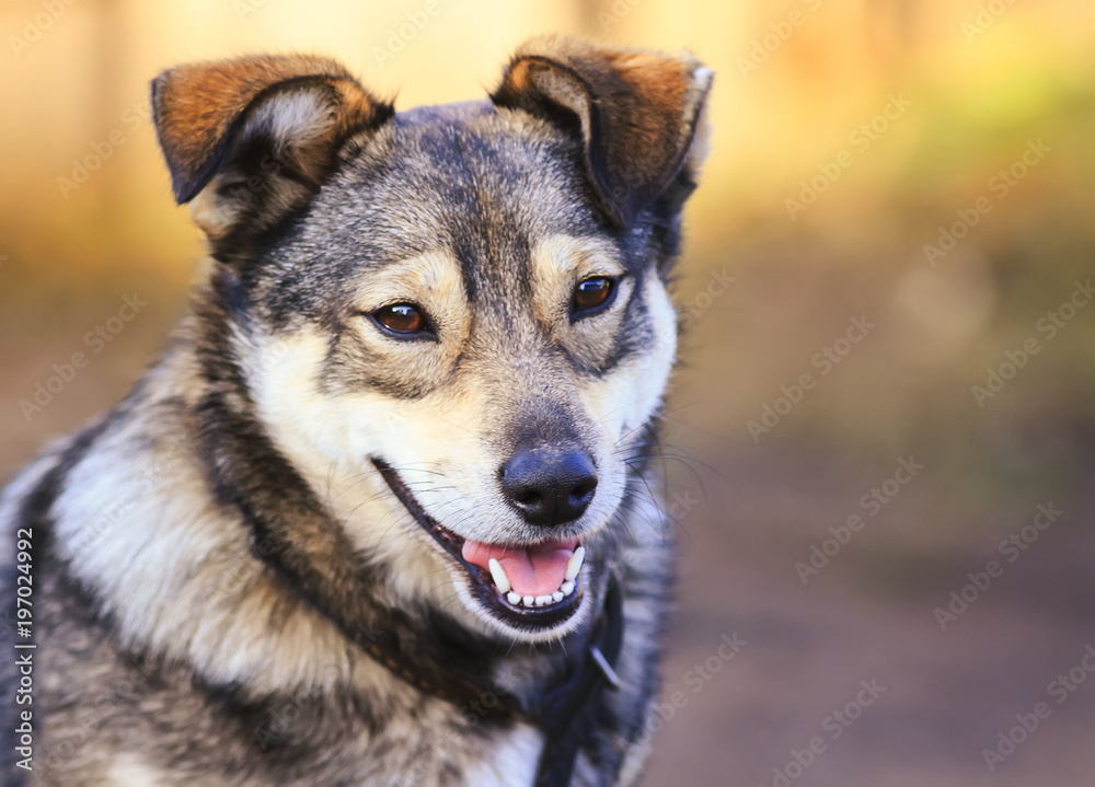 portrait of funny dog puppy mutts smiling friendly