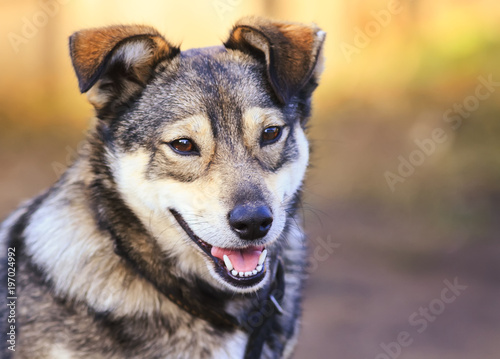 portrait of funny dog puppy mutts smiling friendly