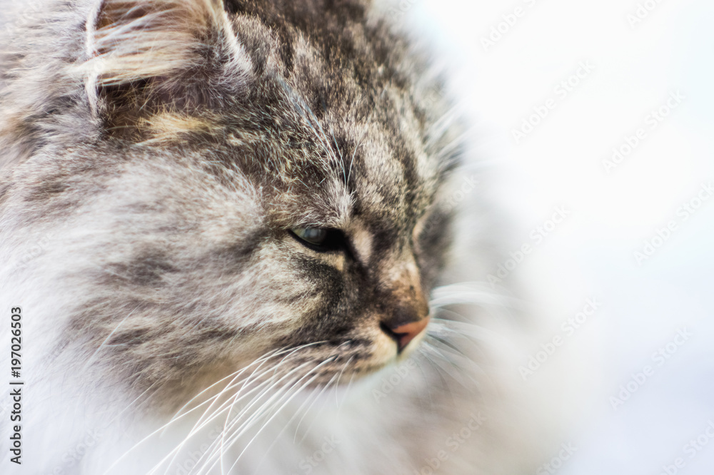 Fototapeta premium Portrait of a gray rural cat.