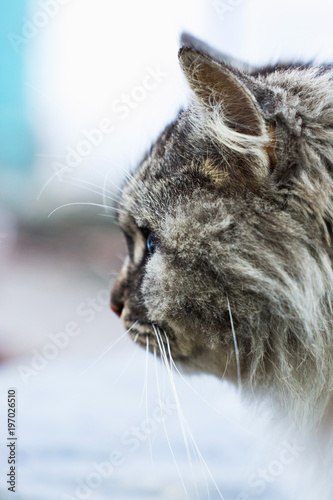 Portrait of a gray rural cat.