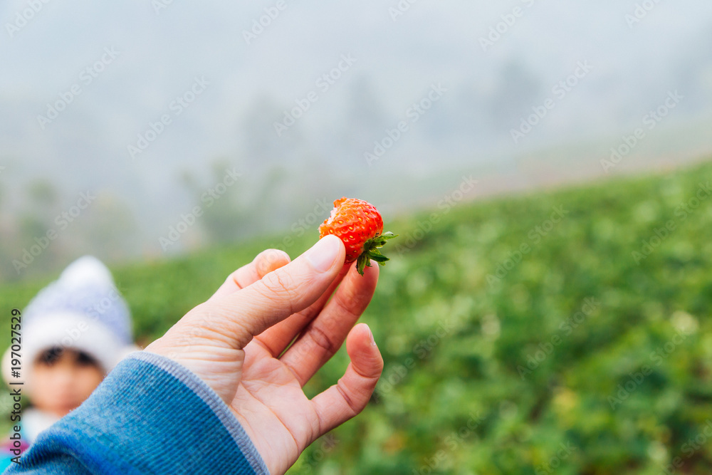 Hand pick fresh strawberry from farm