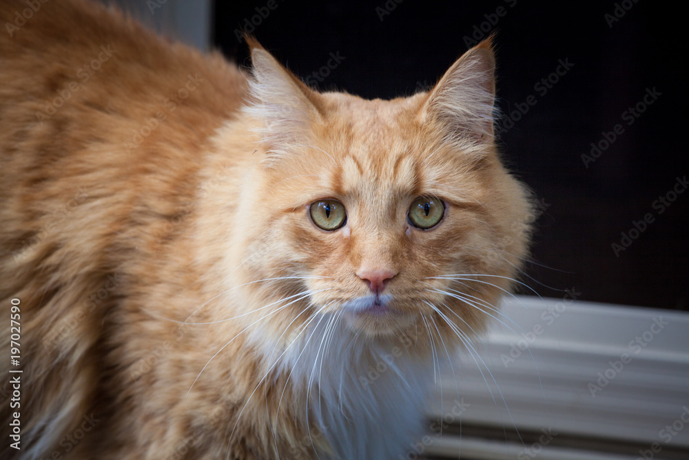 Ginger cat staring intensely into the camera