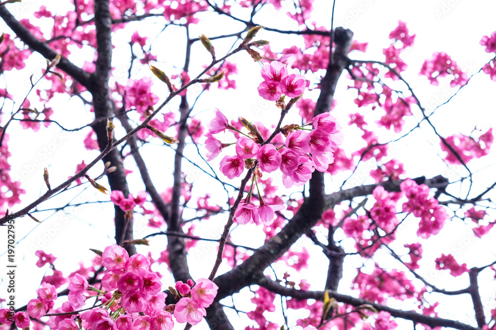 Pink sakura cherry blossom on tree branch Pink sakura cherry blossom on tree branch