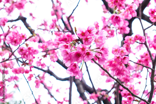 Pink sakura cherry blossom on tree branch