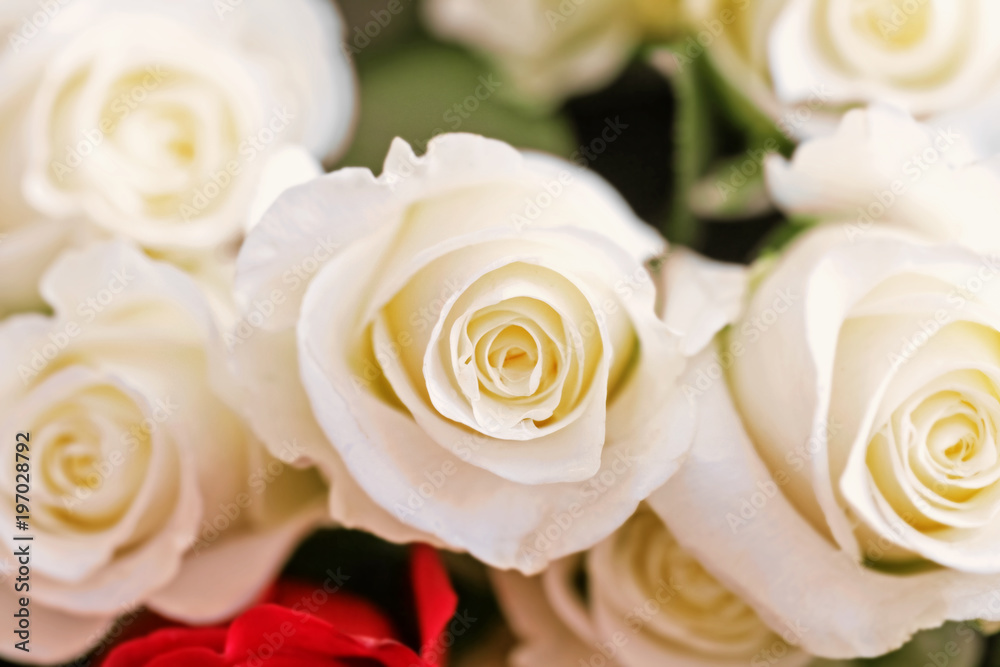 Obraz premium Beauty white roses