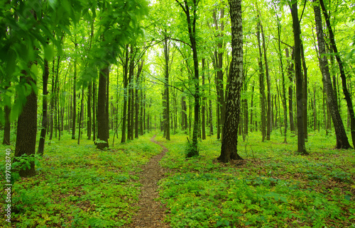 green forest in spring