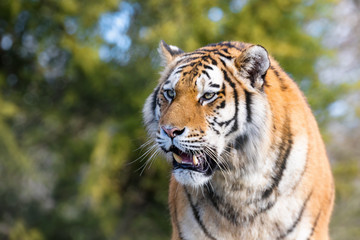 Tableau sur verre  Siberian Tiger  © Rixie