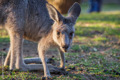 Young Eastern grey kangaroo portrait