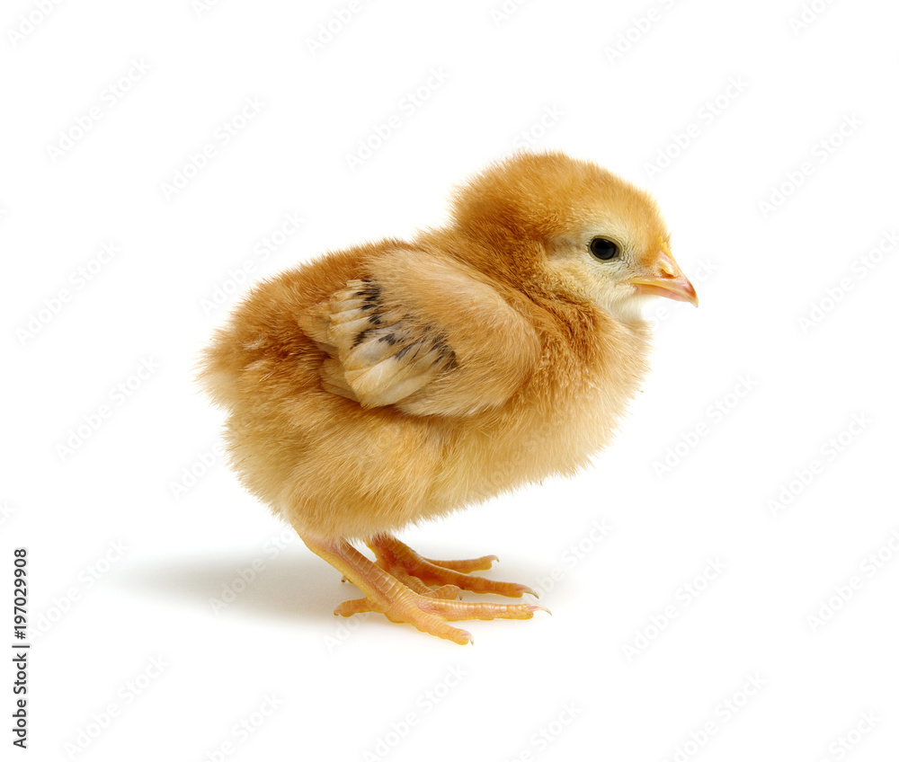 Obraz premium chickens isolated on white