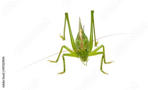 Green locust on white