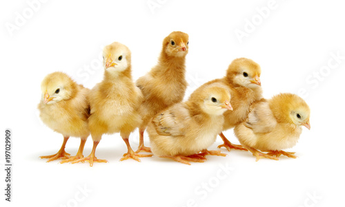 Canvas Print Chicks isolated on white
