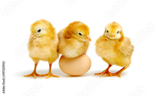 brown egg and chicks