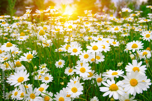 Fototapeta Naklejka Na Ścianę i Meble -  field of daisy flowers