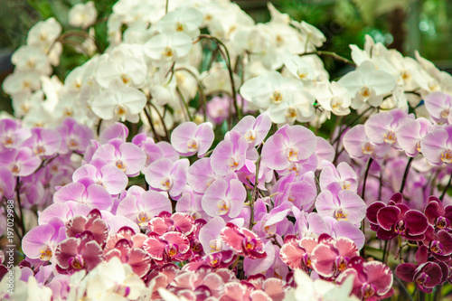 Fototapeta Naklejka Na Ścianę i Meble -  Refreshed Phalaenopsis Orchid Blooming flowers Joyful in Spring flower garden Colorful .