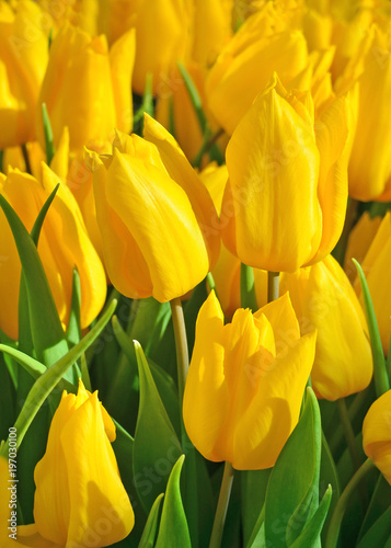 Beautiful yellow tulip flowers background. 