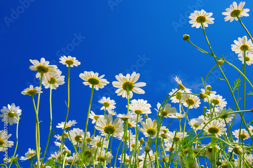White camomiles on blue sky