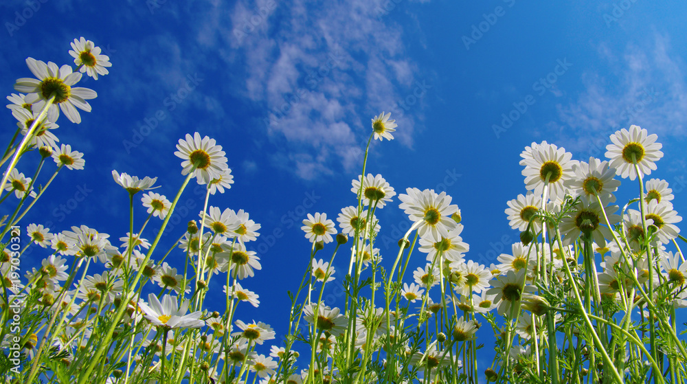 White camomiles on blue sky White camomiles on blue sky