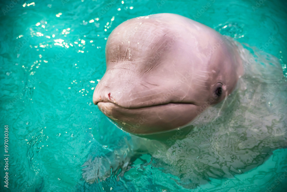 Naklejka premium Cute dolphin in pool in dolphinarium
