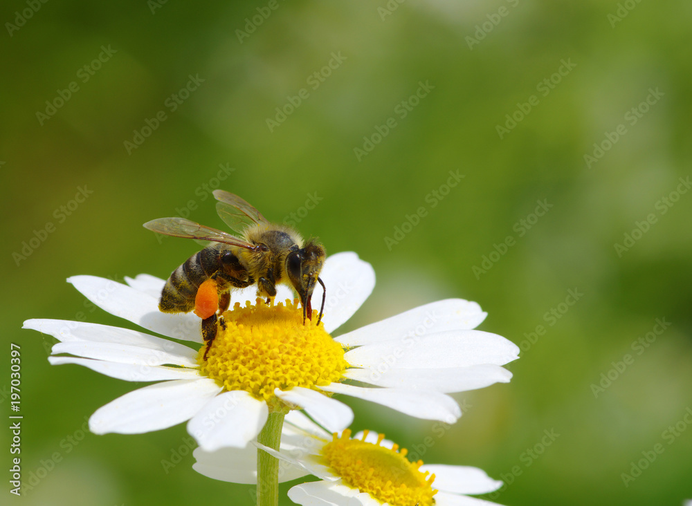 Honey bee worker on flower Honey bee worker on flower