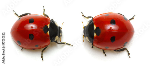 Ladybugs on white