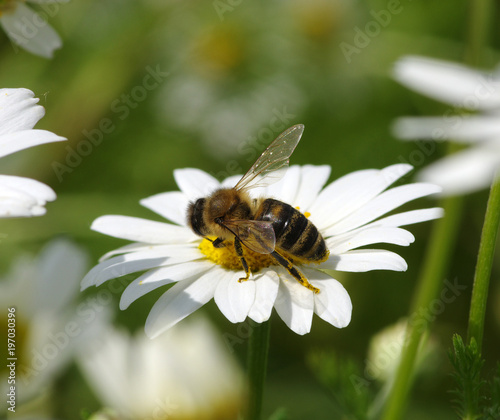  Bee on a daisy