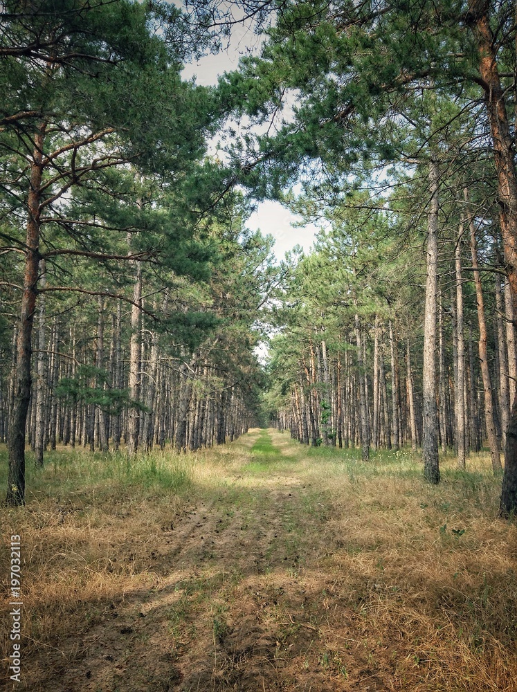 An empty path in a pine forest 