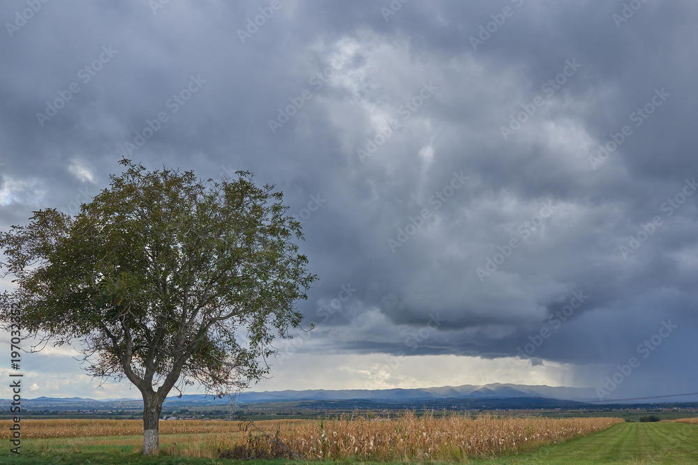 Fototapeta premium Summer landscape with big wheat field