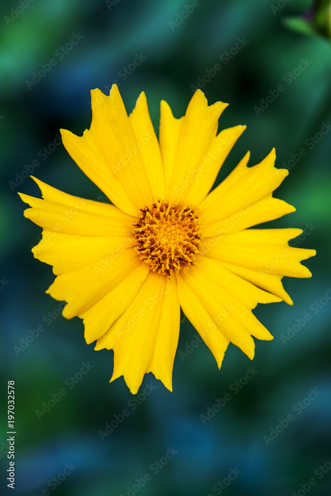 Obraz premium Bright yellow flower in the garden over green background. 