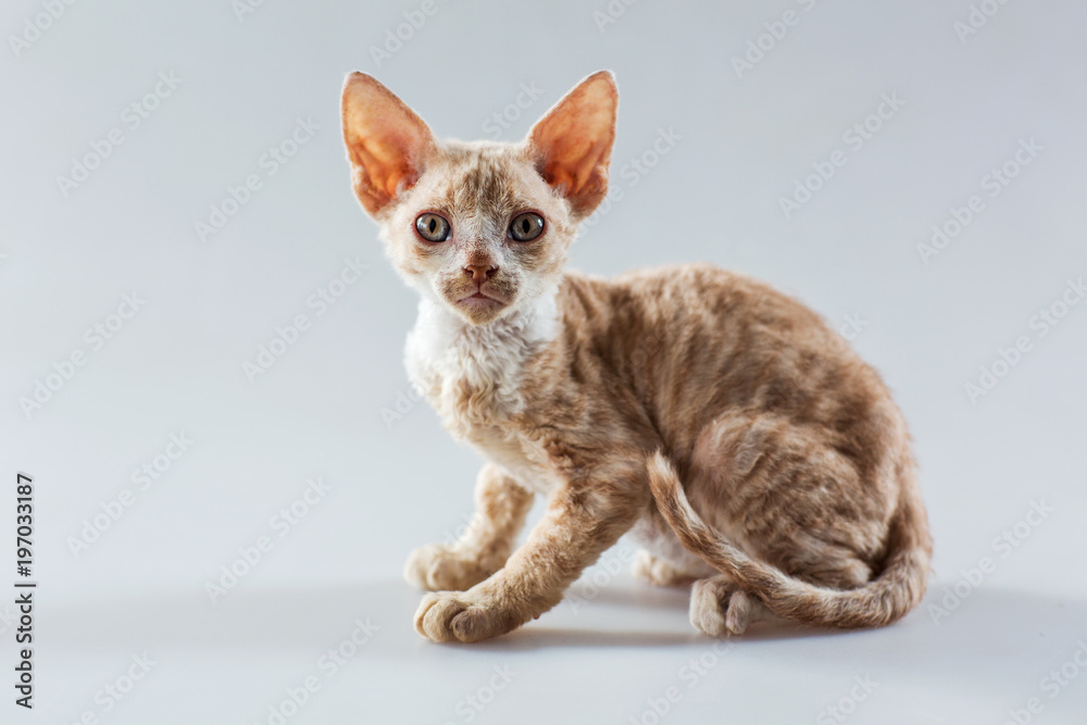 Beige Cornish Rex kitten posing and looking at the camera
