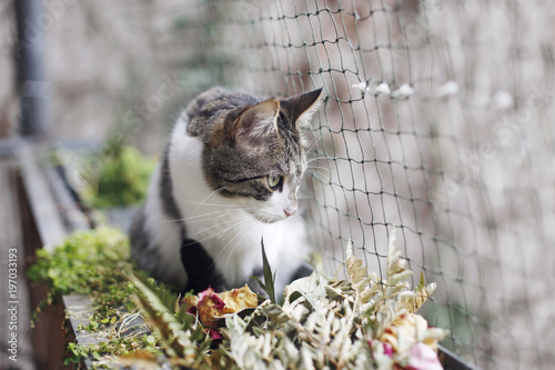 Katze auf katzensicherem Balkon mit Katzennetz photo