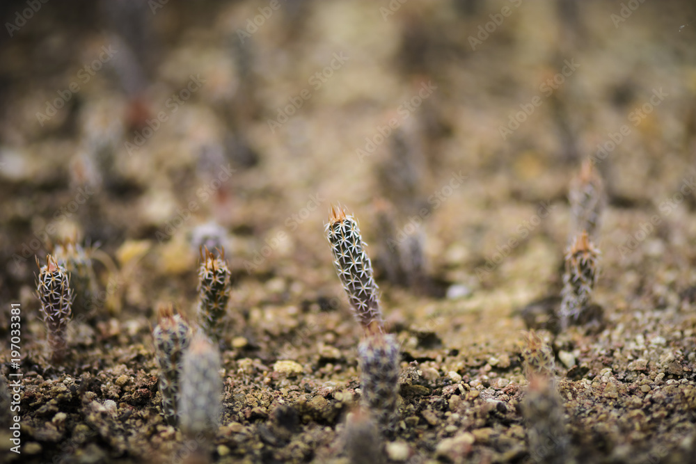 Seedling of cactus toumeya papyracantha ,forest of toumeya. Seedling of cactus toumeya papyracantha ,forest of toumeya.