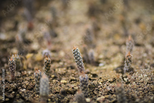 Seedling of cactus toumeya papyracantha ,forest of toumeya. photo